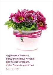 Postkartenserie Primel - 12 Stück Postkartenserie Primel - 12 Stück