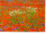 Silvestris - Faltkarten Blumenwiesen, 5 Stück Faltkarten Blumenwiesen, 5 Stück