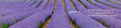 Panoramakarte Lavendel - 5 Stück