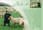 Postkartenserie Psalm 23 - 12 Stück