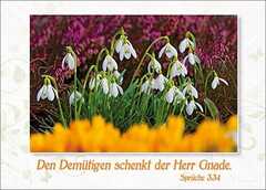 Postkarten Blumen, 6 Stück